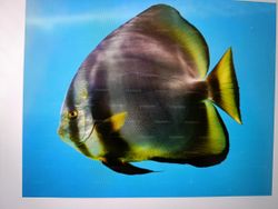 Stunning Florida landscape with fishing, horseback riding, hunting, snow sports, tours, and water sports activities