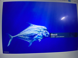 Catching the big one in the deep blue sea.