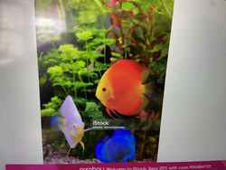 Colorful underwater escape.