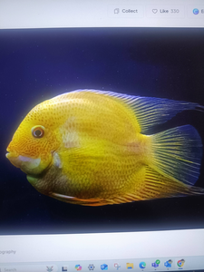 Exploring the depths, one vibrant fish at a time.