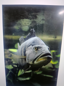 Exploring the tranquil underwater world.