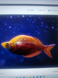 Exploring the vibrant underwater realm with a vibrant companion.