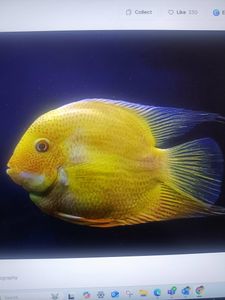 One person fishing in Florida