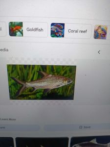 2 large fish caught in Florida during water sports activities