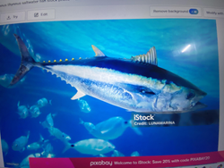 Majestic blue tuna on the hunt.