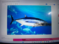 Majestic tuna swimming among the school.