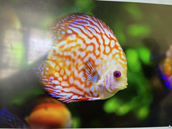 Mesmerizing marine marvel swimming among the verdant underwater scenery.