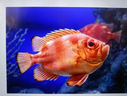 Photograph of a Mexican Mojarra fish in Florida