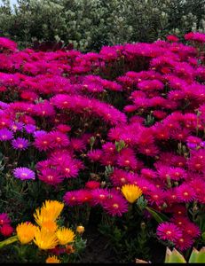 Beautiful sunset over the Florida coast