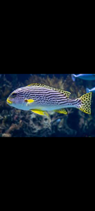 Tropical adventure in the deep blue.