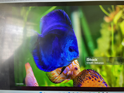 A vibrant underwater oasis, where a stunning blue fish glides by.