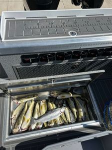 Two rainbow trout caught in OH