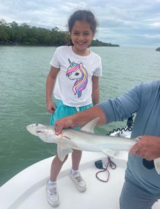 Bonnethead shark caught on a fishing trip at Marco Island