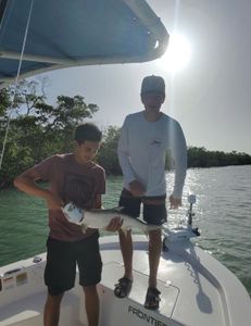 A massive tarpon fish caught in Florida