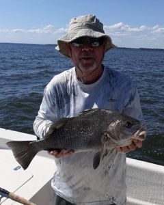 Angler catching a black drum fish in FL