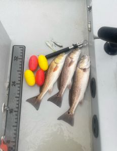 Two redfish caught in Santa Rosa Beach
