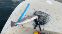 Redfish caught while fishing in Santa Rosa Beach