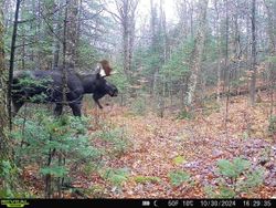 Make lasting memories on your next Maine hunting trip.