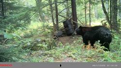 Discover rewarding hunting opportunities across Maine.