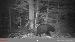 Enjoy the challenge of hunting in Maine's beautiful forests.
