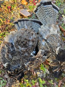 Experience Maine's hunting traditions and natural beauty.