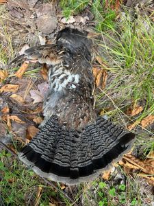 Head into the woods for an exciting day of hunting in Maine.