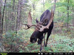 Large bull moose with impressive antlers walking through dense forest in Brownville Maine