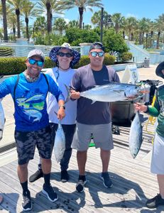 3 little tunny fish caught in West Palm Beach