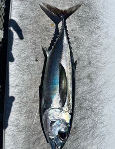 Fish-Species