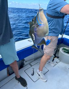 Fish-Species
