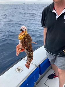 2/19/22 Scorpion Fish in Palm Beach, FL