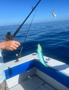 A scenic landscape in Florida with palm trees and a clear blue sky