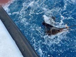 Fishing in FL