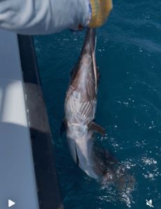 Fishing tour in West Palm Beach, Florida