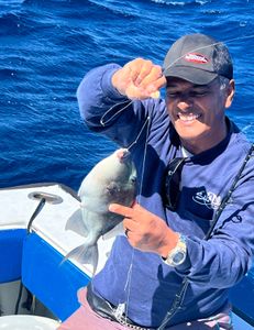 Grey Triggerfish caught while fishing in West Palm Beach