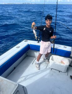 Hardhead Sea Catfish caught while fishing in West Palm Beach