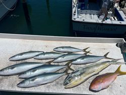 Rainbow Runners