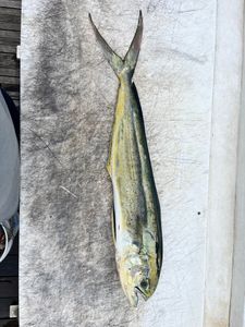 Mahi