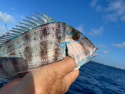 porgy