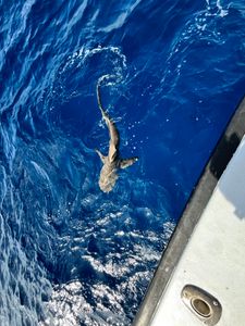 Shark