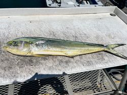 Fish-Species