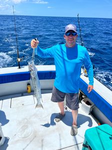 Greater Barracuda