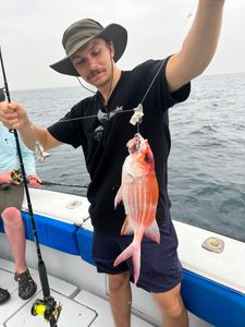Squirrel Fish