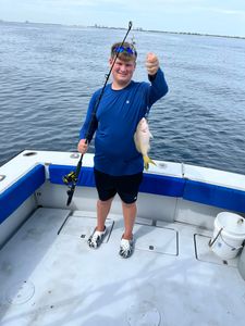 Yellowtail Snapper