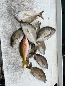 Dinner !