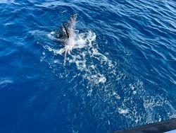 Sailfish