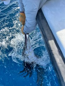 Sailfish