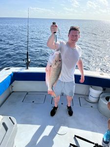 Mutton Snapper