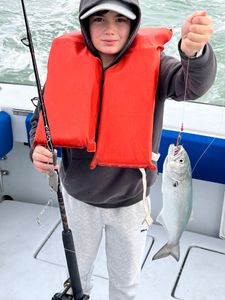 Bluefish