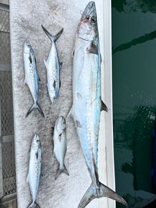 King and Spanish mackerel